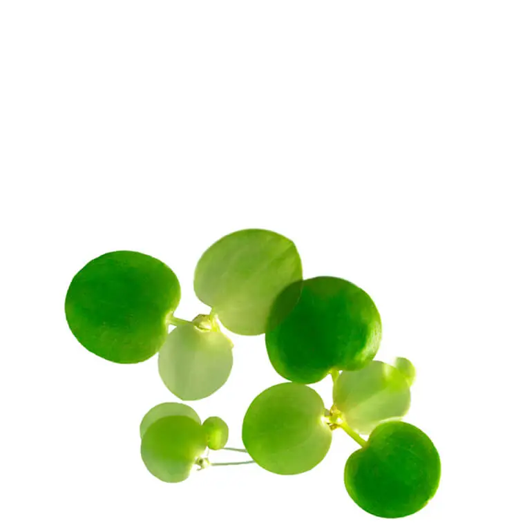 Deco
