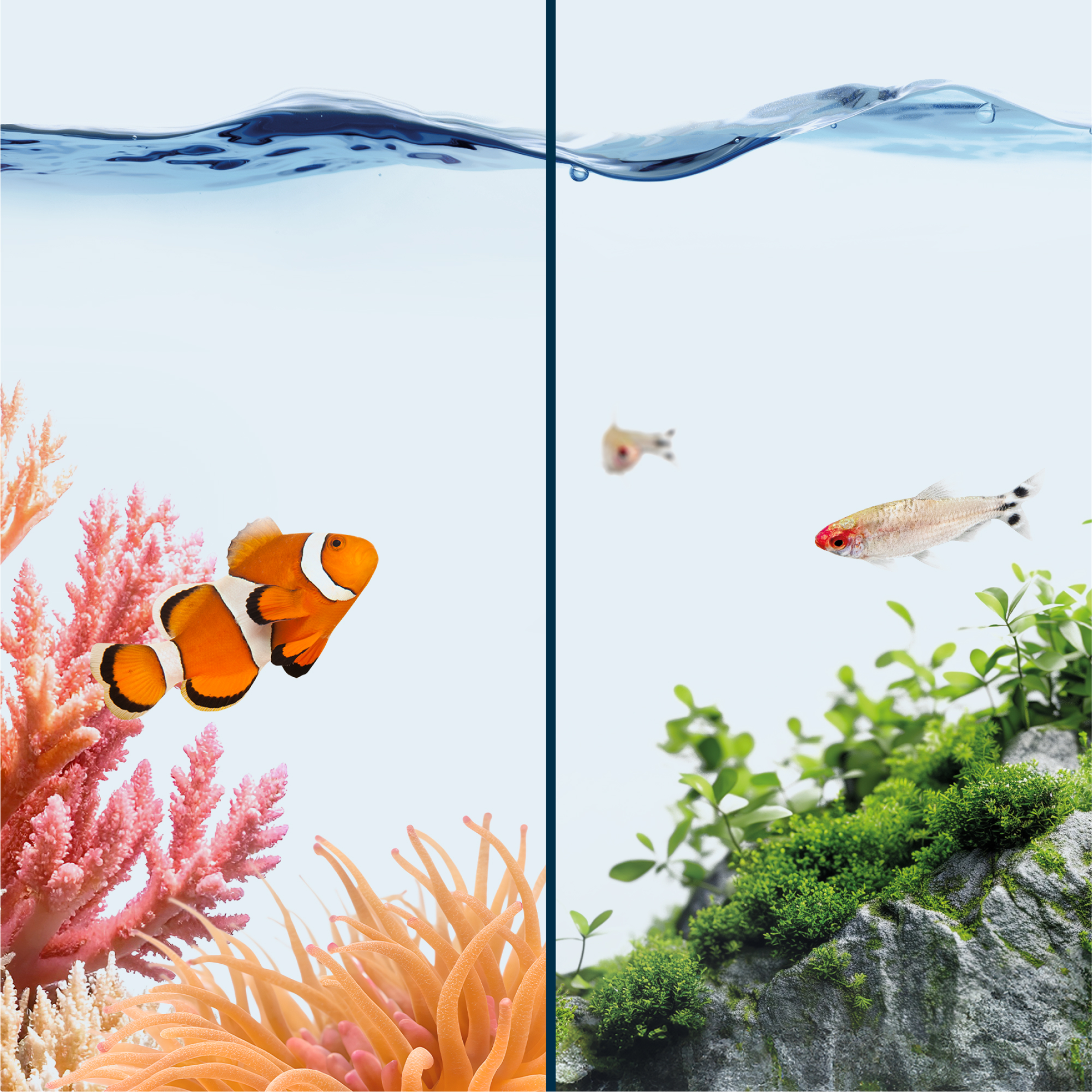 Süß und Meerwasser geeignet